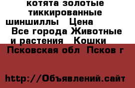 котята золотые тиккированные шиншиллы › Цена ­ 8 000 - Все города Животные и растения » Кошки   . Псковская обл.,Псков г.